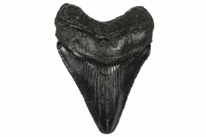 Juvenile Megalodon Tooth - South Carolina #340537
